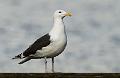 Svartbak - Great Black-backed Gull (Larus marinus)ad